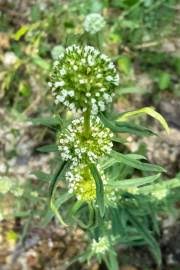 Image result for Spermacoce senensis