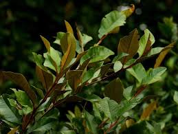 Image result for Trichocladus