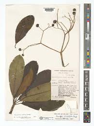 Image result for Rauvolfia afra