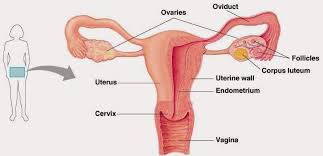Mengamalkan gaya hidup aktif dan sihat untuk mencapai tahap. Perubahan Fizikal Dan Mental Di Alam Remaja Lelaki Dan Wanita Tips Kesihatan
