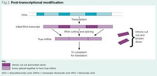 Transcription is the process by which dna is copied (transcribed) to mrna, which carries the information needed for protein synthesis. Genes And Chromosomes 3 Genes Proteins And Mutations Nursing Times