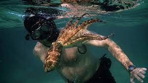 My Octopus Teacher Stuns Audiences Reinforces Power Of Nature Ecowatch Nature Film Netflix Documentaries Documentaries