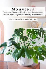 Monstera deliciosa is a special kind of plant and its name is contained of two latin parts. Monstera Plant Care Delineate Your Dwelling