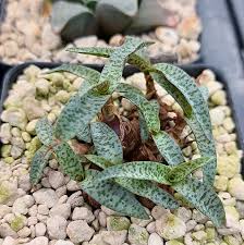 Image result for Ledebouria