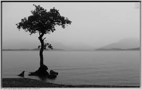 Black And White Tree Pictures 2011 Serie Gods Beasts In 2020 Tree Wallpaper Black And White Black And White Tree Black And White Background