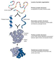 Biochemistry Tests For Food Macromolecules Answers Difference Between Primary And Secondary Structure Of Protein Protein Structure Biochemistry Biology Notes Protein Biology