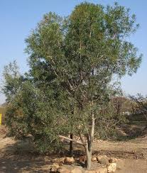 Image result for Loxostylis