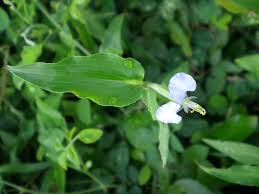 Image result for Commelina petersii
