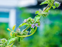 Image result for Hyptis