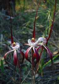 Image result for Gnidia chapmanii