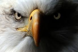 Nov 06, 2019 · according to his information, a bald eagle should be able to carry 108% of its body weight. Five Things You Probably Don T Know About Bald Eagles Forest Preserve District Of Will County