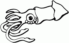 All coloring pages » animals » mollusk » squid » long squid. Squid Coloring Pages Coloring Home