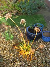 Maybe you would like to learn more about one of these? Agapanthus A Plant For Winter Greenbenchramblings