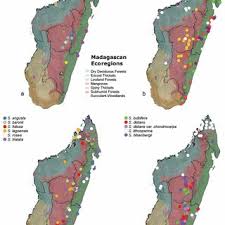 Image result for Scleria melanomphala