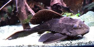 complete guide to pleco fish fish care guide