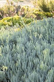 Image result for Senecio forbesii
