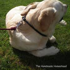 Brustgeschirr | swiss paracord gmbh. Paracord Braided Dog Slip Collar The Homestead Tack Shop