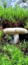 Image result for Polyporus pendulus
