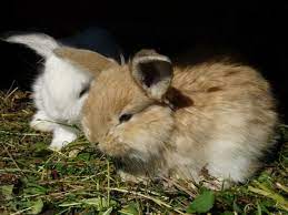 How much does it cost to spay a rabbit? Neutering Your Rabbit Know The Costs Preloved Uk