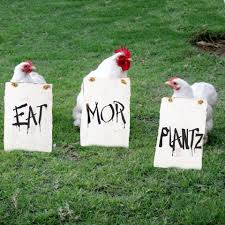 Image result for chick fil a ad