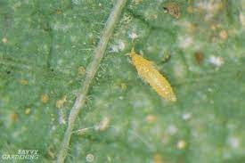 Have you ever come face to face with tiny bugs called aphids. Rose Pests Identification And Organic Controls For The Landscape