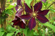 Les fleurs mauves de cette clématite sont mises en évidence grâce aux étamines blanches. 32 Clematis Ideen Clematis Pflanzen Waldreben