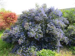 Per questo il ligustro è la pianta ideale per siepi da giardino fiorite. Arbusti Fioriti E Alberi Ornamentali Per Il Tuo Giardino
