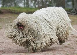Image result for Komondor