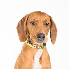 See more of saint louis county pet adoption center on facebook. Doxle Dog For Adoption In St Louis Park Mn Adn 520591 On Puppyfinder Com Gender Male Age Baby Dog Adoption Dogs Adoption