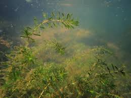 Image result for Hydrocharitaceae