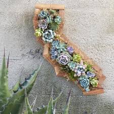 We attended our 1st cactus & succulent show in sacramento and saw so many kinds of cacti and succulents. Succulent Gardens Buy Succulents Online Or Visit The Nursery