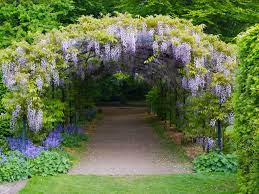 How To Grow And Care For Wisteria World Of Flowering Plants Garden Paths Garden Planning Wisteria Trellis