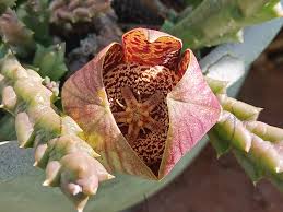 Image result for Orbea rogersii