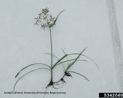 Image result for Cyperus rotundus