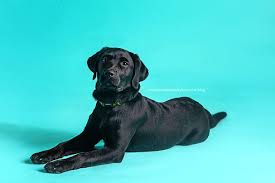 To view current puppies for sale, click on the puppies for sale tab! Portraits Of Black Labrador Puppy Southeast Mn Dog Photographer Photography By Kari Kari Mcgill Southeast Minnesota Photographer