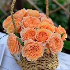 Image result for Margaretta rosea