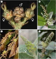 Calyx is the outermost whorl of the flower; Frontiers Divergent Developmental Pathways Among Staminate And Pistillate Flowers Of Some Unusual Croton Euphorbiaceae Ecology And Evolution