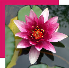 Image result for Lotus