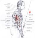 Triceps Exercises & Workouts: Pushdowns, Extensions, Dips And More