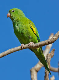 Escapees from captivity have become locally common around some cities in southern florida and southern california. Yellow Chevroned Parakeet Brotogeris Chiriri The Yellow Flickr