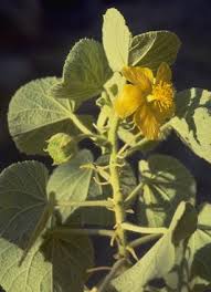 Image result for Abutilon hirtum