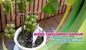 Selanjutnya tanam bibit pada lubang yang telah dibuat dan diberi campuran pupuk kandang, tanah, serta pasir dengan perbandingan 2:1:1. Menghasilkan Buah Lebat Cara Menanam Tabulampot Anggur Terbukti Berlipat Keuntungan