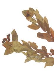 Image result for Hypericum roeperianum