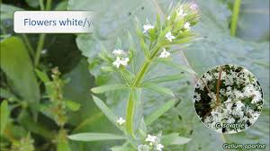 Image result for Rubiaceae