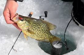 White crappies have five or six dorsal spines, and are usually shaded with dark vertical bars and the base of their dorsal fin is shorter than that of the black crappie. Ice Fishing For Crappie Tips Tactics