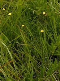 Image result for Linaceae