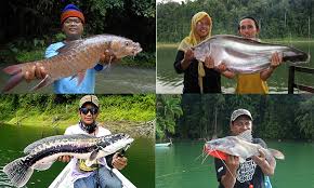 Tahukah anda tasik empangan bakun adalah tasik buatan manusia terbesar di asia tenggara. 10 Spesies Ikan Asal Popular Tasik Kenyir Umpan
