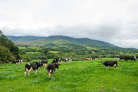 260+ Dairy Cows Ireland Stock Photos, Pictures & Royalty-Free Images -  iStock