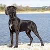 Find the perfect puppy for sale in south jersey, new jersey at next day pets. 1