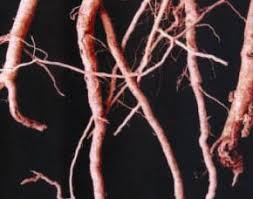 Image result for Pergularia